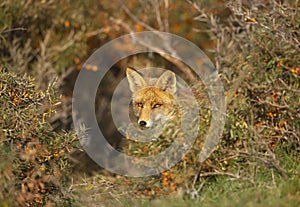 Close up of a red fox in autumn