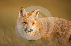 Close up of a red fox in the evening light