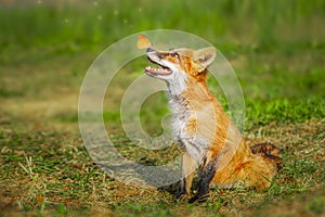 A close up of a Red Fox in the grass