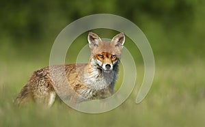 Close up of a red fox in grass