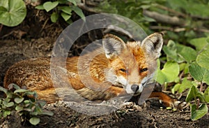 Close up of a red fox laying on the ground