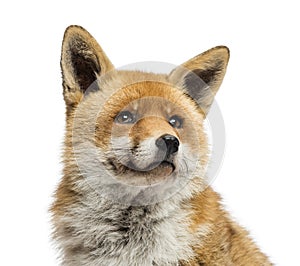Close-up of a Red fox looking up, Vulpes vulpes, isolated photo