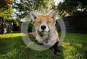 Close up of a Red fox lying on grass