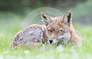 Close up of a Red fox lying on the grass