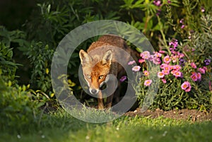 Close up of a red fox in a meadow