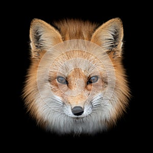 Red fox  on dark background