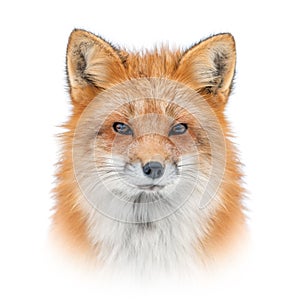 Red fox on white background