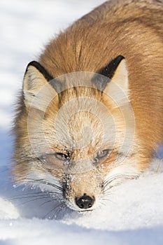 Close-up of Red fox photo