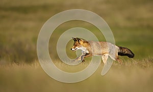 Close up of a red fox running in the field of grass