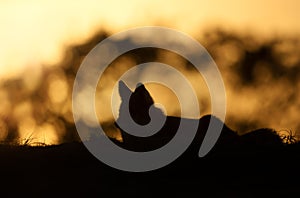 Close up of a red fox silhouette at sunset