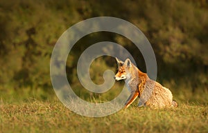 Close up of a red fox sitting in the meadow