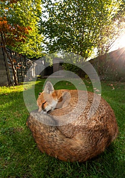 Close up of a red fox sleeping on grass at sunset