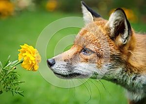 Close up of a Red fox smelling marigold flower