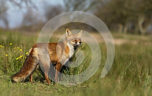 Close up of a red fox standing in meadow