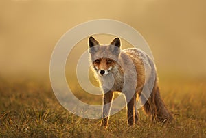Close-up of a Red fox at sunset