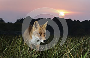 Close up of a Red fox at sunset