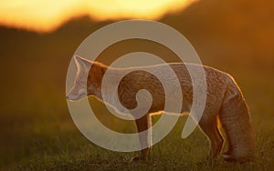 Close up of a red fox at sunset