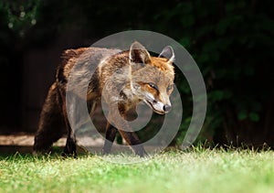 Close up of a red fox walking on the grass