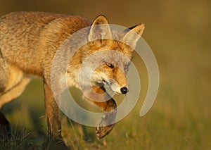 Close up of a red fox walking in the grass