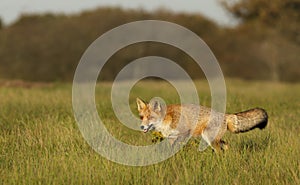 Close up of a Red fox walking in a grass field