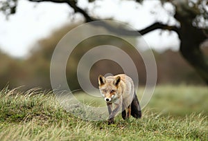 Close up of a red fox walking in grass