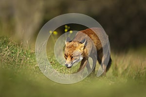Close up of a red fox walking in green grass