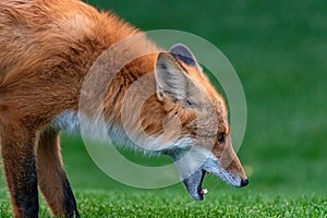 Close up Red Fox Yukon Canada