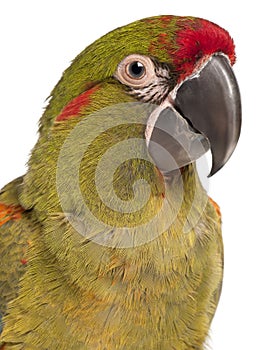 Close-up of Red-fronted Macaw, Ara rubrogenys, 6 months old