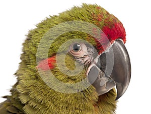 Close-up of Red-fronted Macaw, Ara rubrogenys, 6 months old