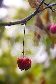Close up of red fruit in a branch photo