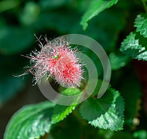 close up of a red fuzzy flower in the garden