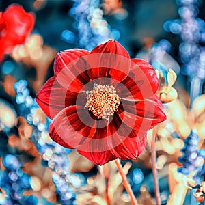 Close up on a red flower photo