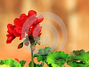 Close up of a red Geranium flower
