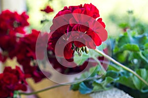 Red geraniums with clusters of unopened flowers