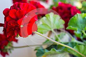 Red geraniums with clusters of unopened flowers