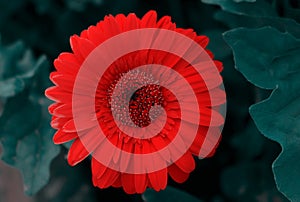 Close-up of a red gerbera flower on a dark background