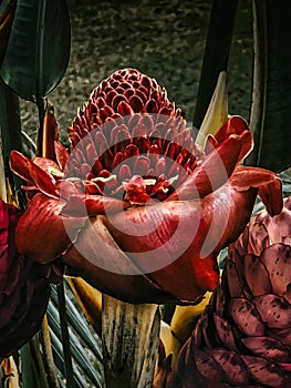 Close-up a red ginger or Etlingera flower