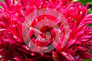 Close-up of red ginger