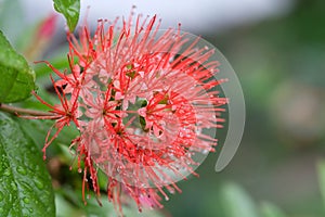 Close up of Red Golden Penda flower, Flowering Red Xanthostemon Chrysanthus In Breathtaking Bloom with rain drop