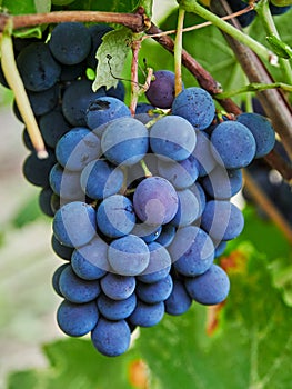 Close-up of a red grape in a vineyard in Vrancea, Romania
