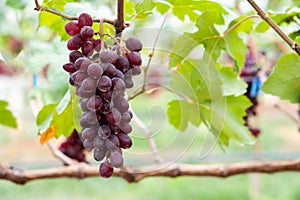 Close-up of Red grapes on the vine in the field photo