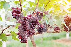 Close-up of Red grapes on the vine in the field photo