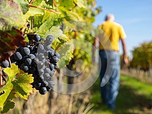 Close-up of red grapes in a vineyard with farmer at work. Gironde, Aquitaine. France