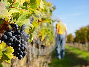 Close-up of red grapes in a vineyard with farmer at work. Gironde, Aquitaine. France