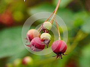 Amelanchier Canadensis Fruits photo