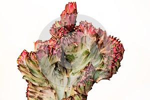 Close-up of red-green euphorbia lactea cristata succulent plant on the white background
