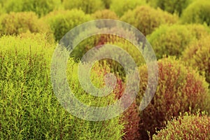 Close up of red and green Kochia or Bassia scoparia plant. photo