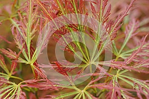 Close-up of red-green leaves of the dwarf maple Acer japonicum i