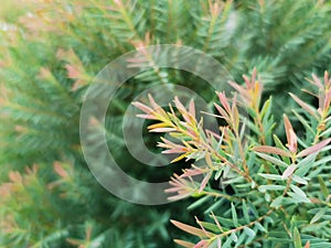Close up red and green leaves of EllWoods gold or Chamaecyparis lawsoniana