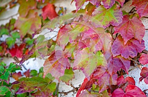 Close up of red and green leaves of English ivy